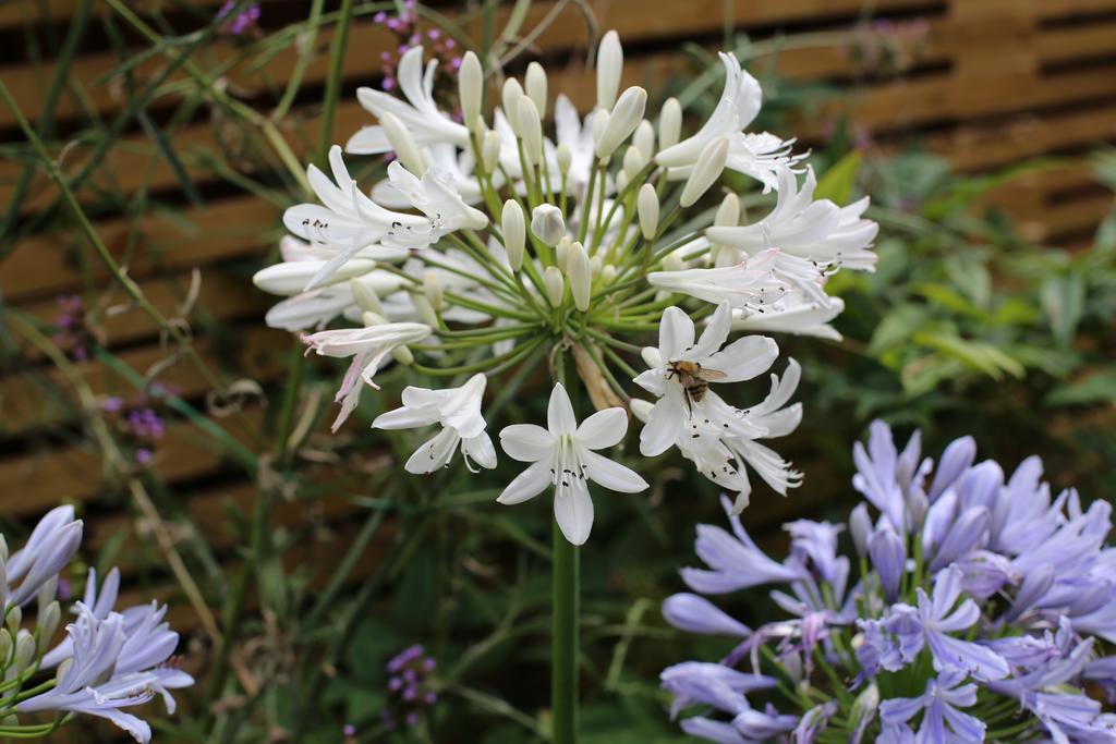 Shoreditch 1 With Garden لندن الغرفة الصورة
